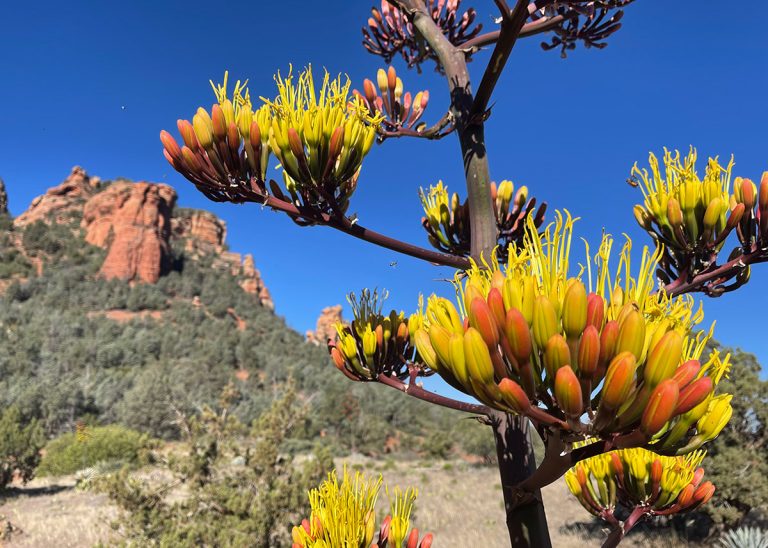 vortex-yoga-hiking-in-sedona-slide-8